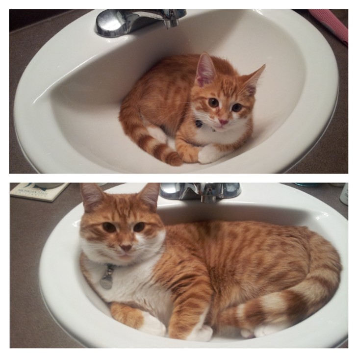 He always loved lying in the sink!