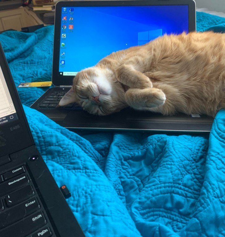 13. Meine Katze unterbrach mich ständig, indem sie auf meinem Laptop lag, also baute ich ihr einen falschen!