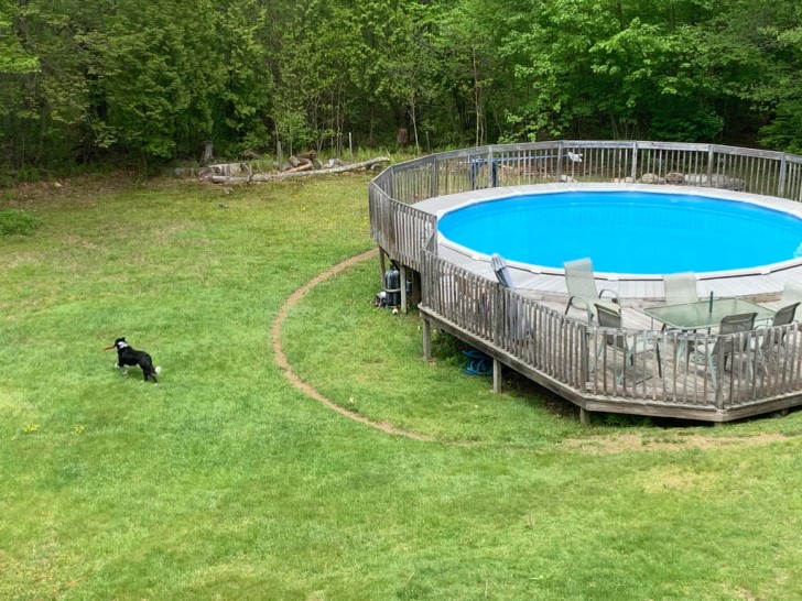 11. Mon chien fait toujours le même tour autour de notre piscine, et le temps l'a rendu visible !