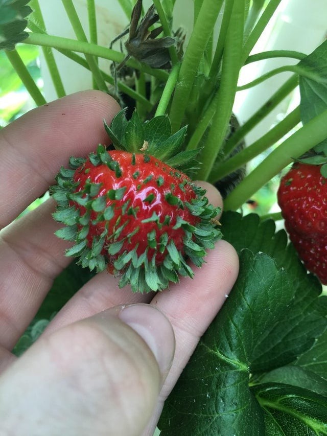 Voilà à quoi ressemble une fraise quand elle germe avant son heure !
