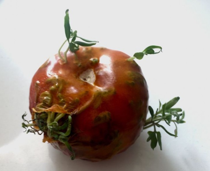 Ja, das ist (oder war) eine Tomate!