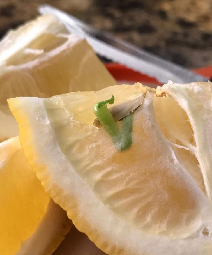 Denk er altijd aan om je gesneden citroen weg te gooien, als deze al bedorven is!