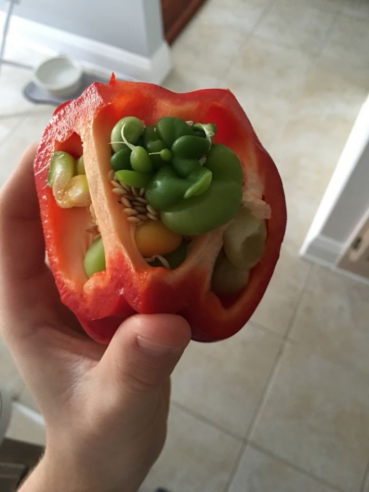 Quand la tomate veut vivre sa propre vie...