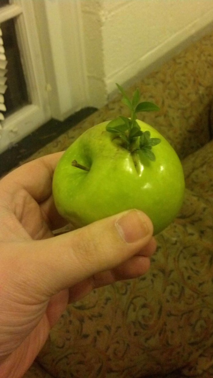 Ein grüner rebellischer Apfel!