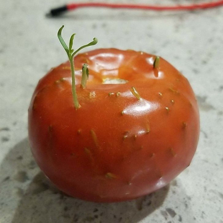 On ne voudrait jamais manger une tomate comme ça !