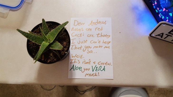 "Aloe Very Much" (juego de palabras entre I Love You y el Aloe Vera): ¡los mensajes mañaneros de mi novia!