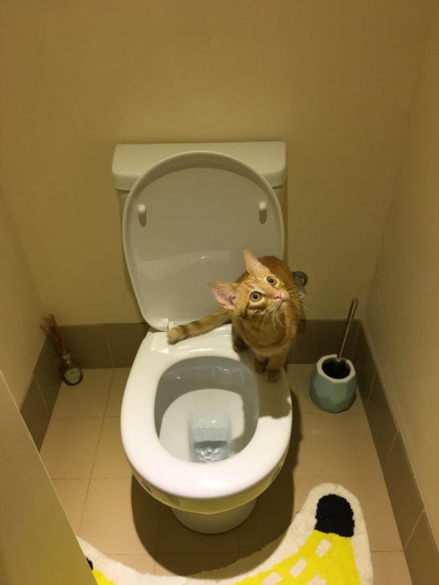Er hat gerade eine Fliege gesehen und ist vor Furcht auf die Toilette gesprungen!