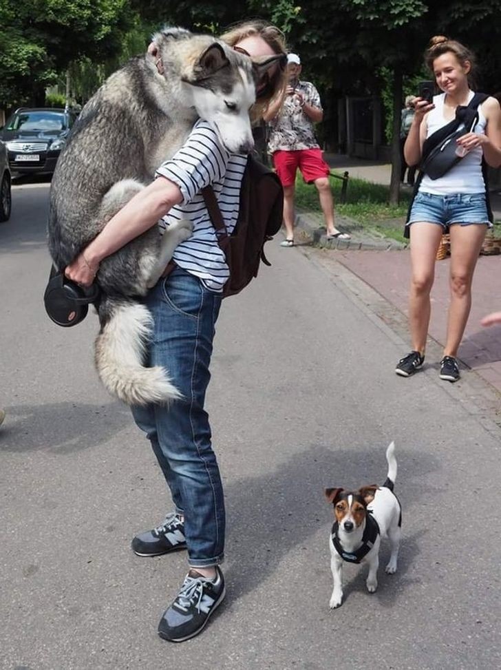 Un cane grande che ha paura di un cane piccolo? Impossibile ma vero!