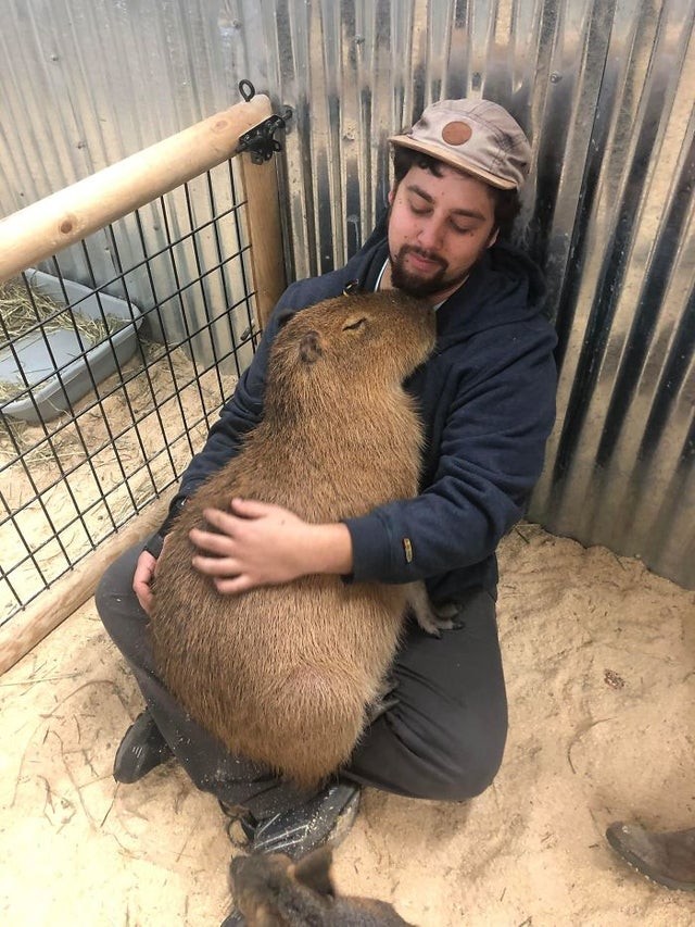 1. Un capybara doux, grand et câlin !