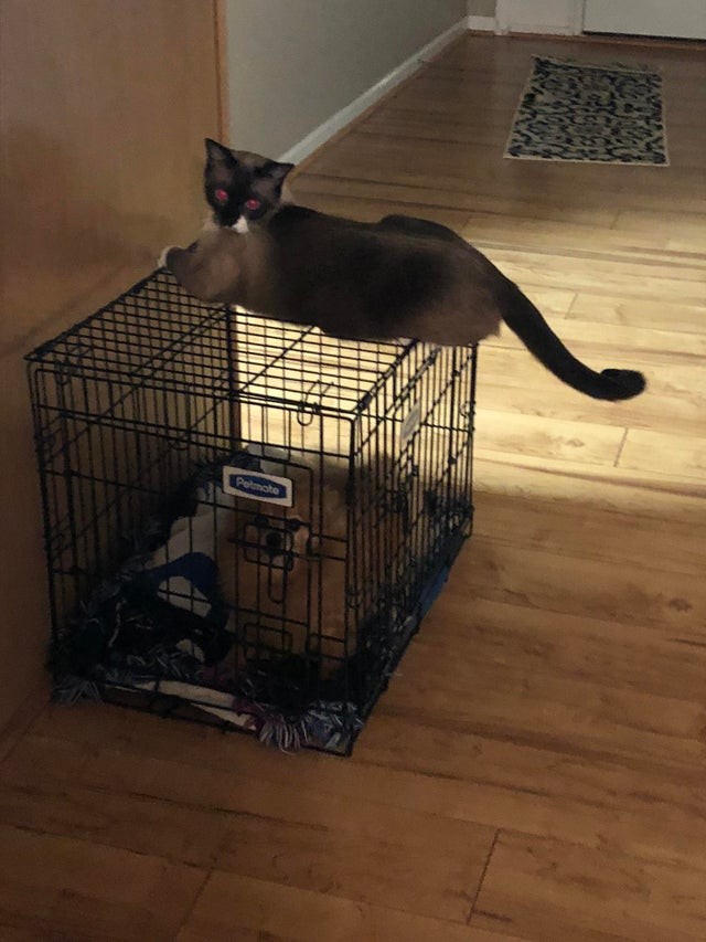3. Chaque fois que le chat s'approche de la cage, il grogne et prend peur : voici comment le chat répond