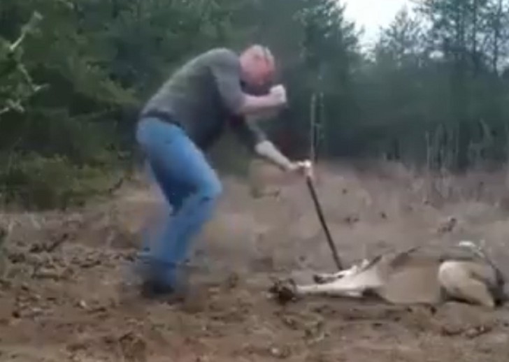 A Man Risks His Life To Save A Wild Wolf Caught In A Trap WTVideoc