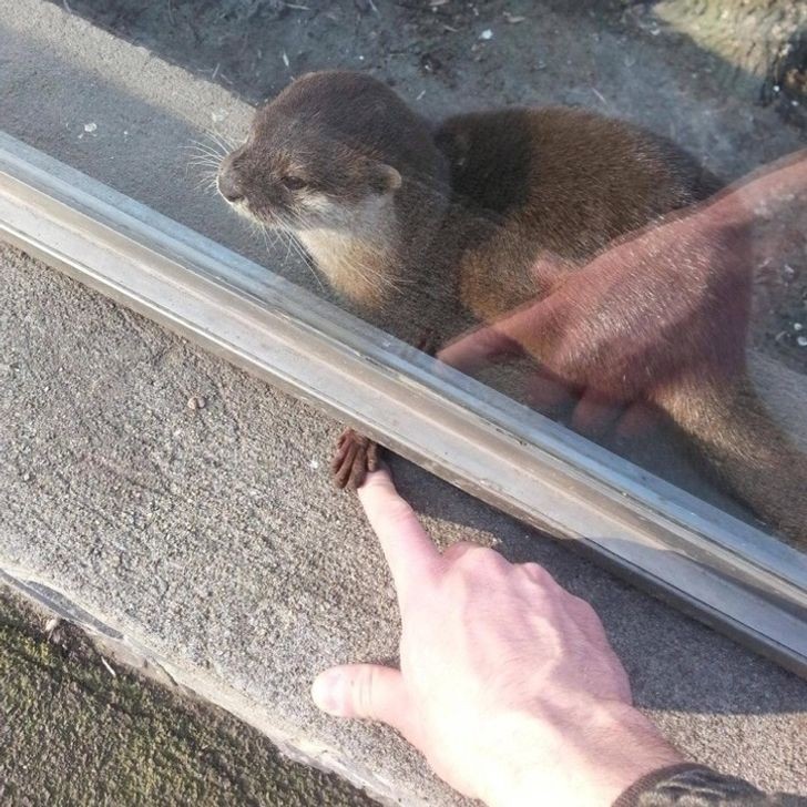 8. ¡No te esperarías nunca un pequeño gesto de gentileza...de una nutria!