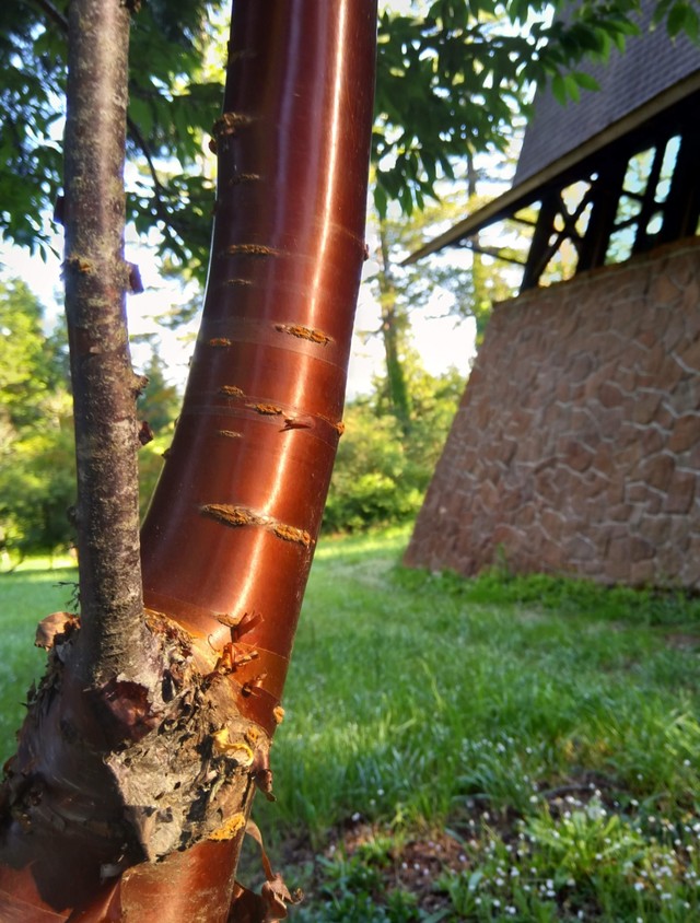 Le tronc de ce cerisier ressemble à du cuivre !