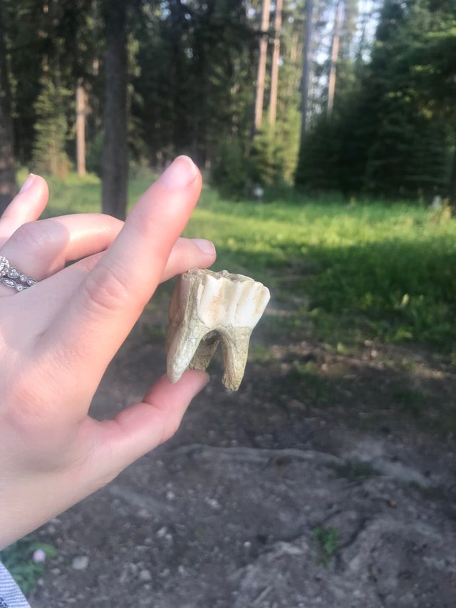 J'ai trouvé une dent d'orignal dans les bois !