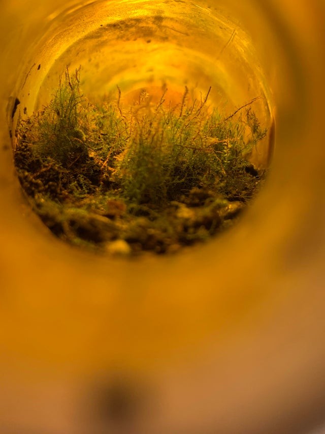 Voici ce que j'ai trouvé à l'intérieur d'une vieille bouteille de bière... une forêt miniature !