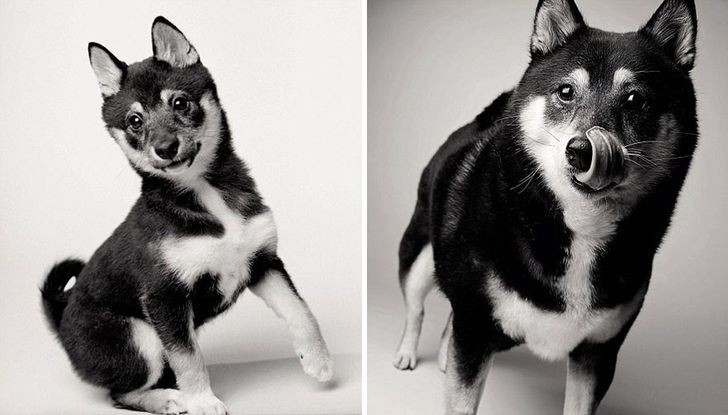 7. 5 meses vs. 8 anos: a idade não parece pesar muito para este cachorro!