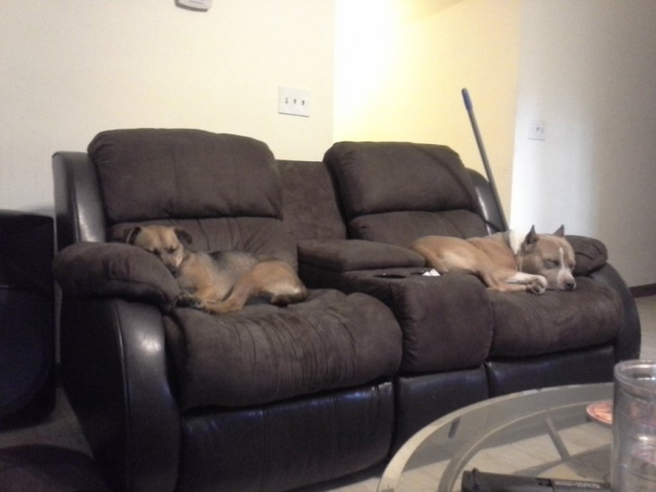 My two dogs also love to doze on the armchairs watching a good movie ... just like me!