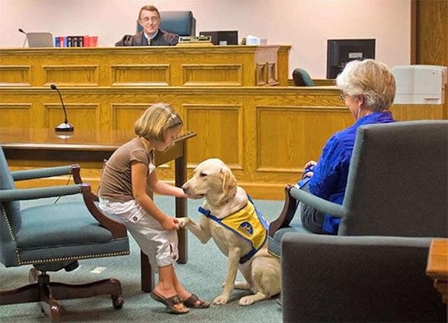 This wonderful dog helps children testify in court, relaxing them and putting them at ease