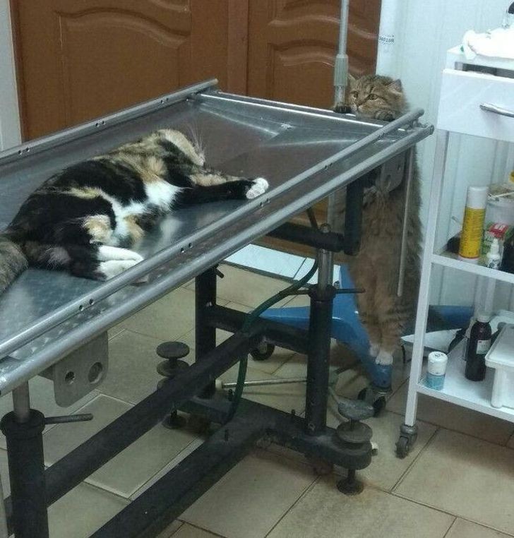 This cat really cares so much about his fellow cat... at the vet!