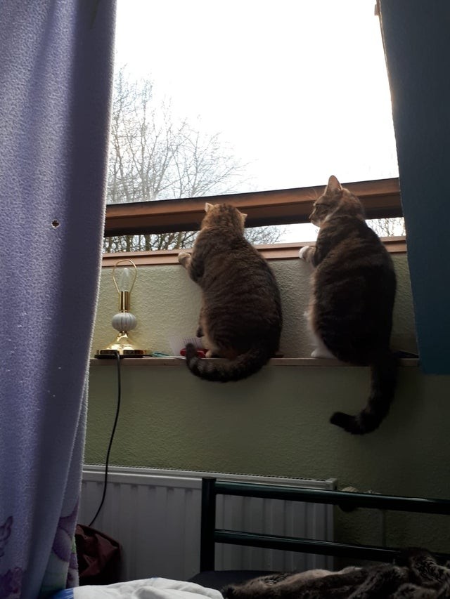 Kittens looking out of the window like two nosy housewives!