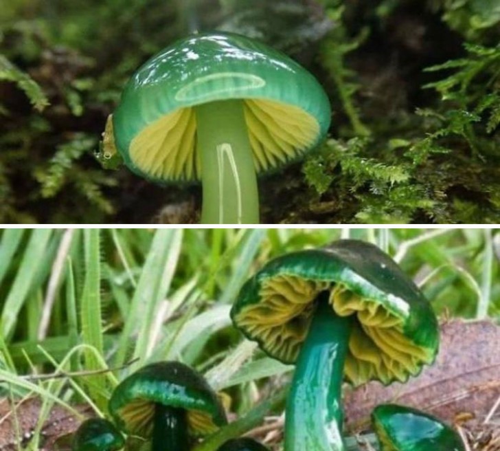 10. L'hygrophore perroquet est un champignon d'aspect singulier, répandu dans toute l'Europe du Nord !