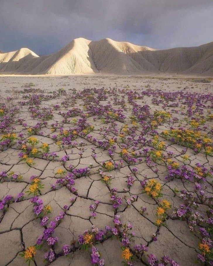 13. Une floraison rare dans le désert d'Atacama au Chili