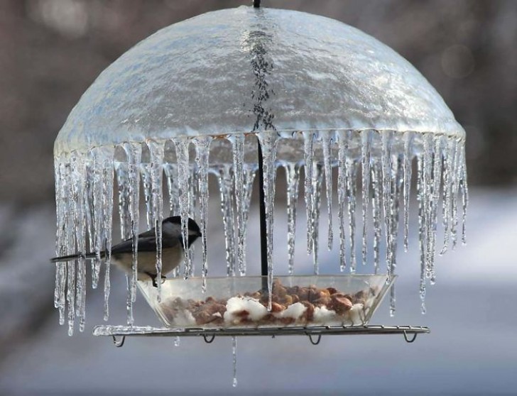14. Un ombrellino di ghiaccio protegge i viveri lasciati da qualcuno per gli uccellini