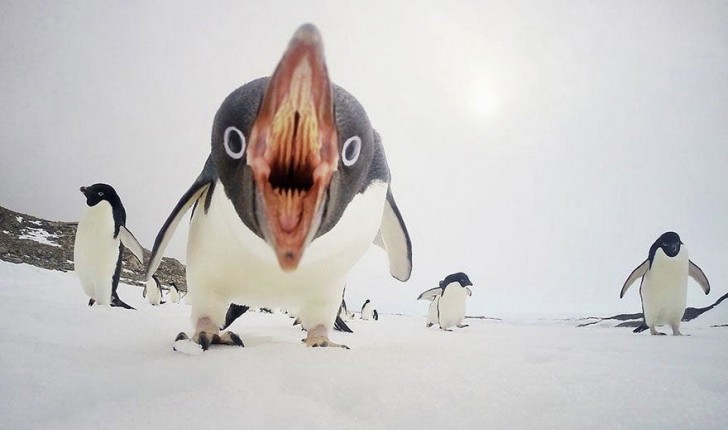 19. Si vous pensiez que les pingouins étaient toujours "mignons et câlins"...
