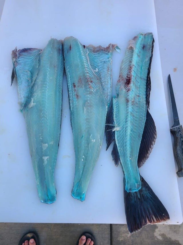 4. "Mon ami a fileté ce type de poisson et la chair était naturellement bleue !"