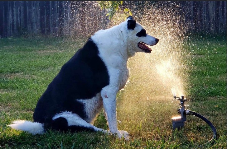 5. Alla sua età non riesce più a inseguire gli schizzi dell'irrigatore, così si siede e aspetta pazientemente che venga inondato: è sempre un cucciolone!
