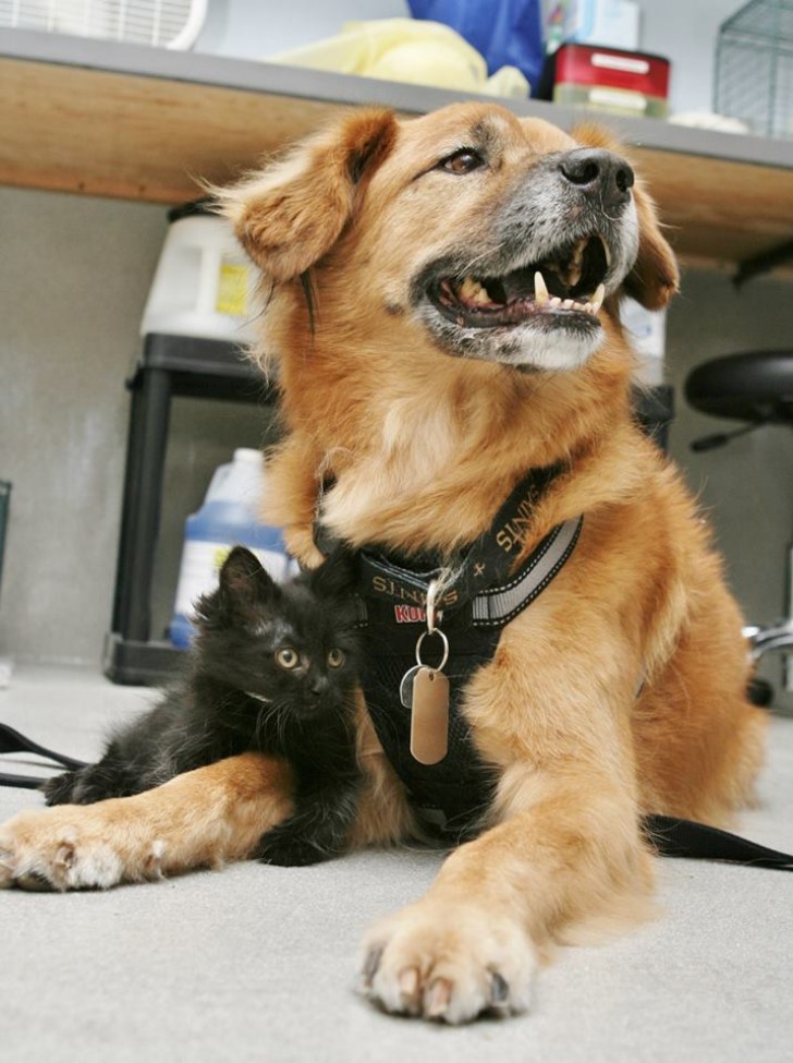 6. Questo cagnolone anziano in un rifugio ha il compito di aiutare i gattini ad essere più sereni e ad abituarsi agli altri animali