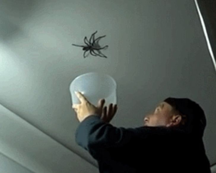 Mussten Sie schon einmal selbst mit einer Spinne dieser Größe im Haus jonglieren?