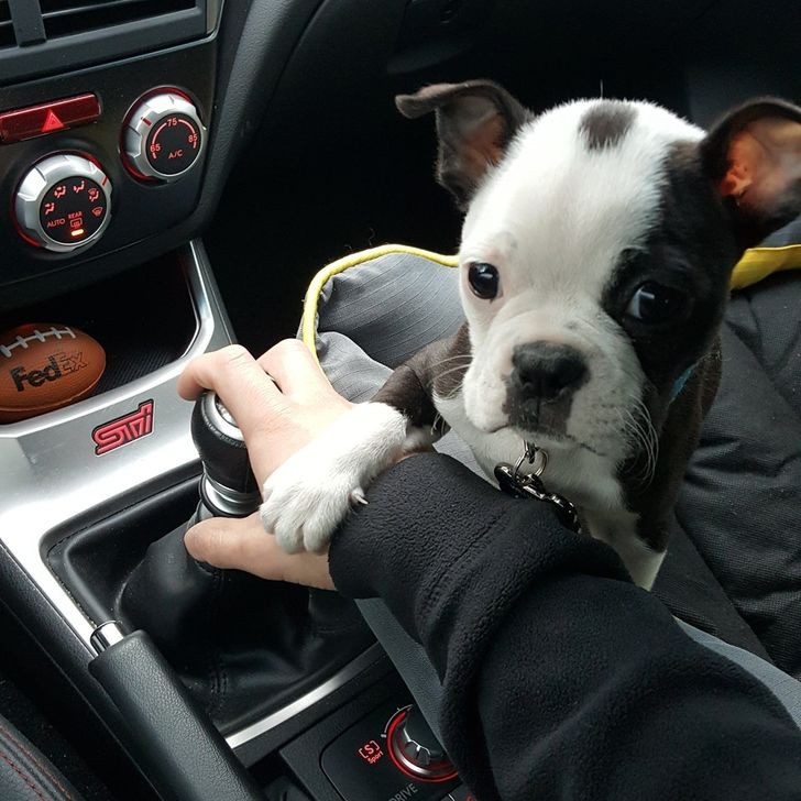 11. With those pleading eyes he's probably begging his owner not to take him to the vet