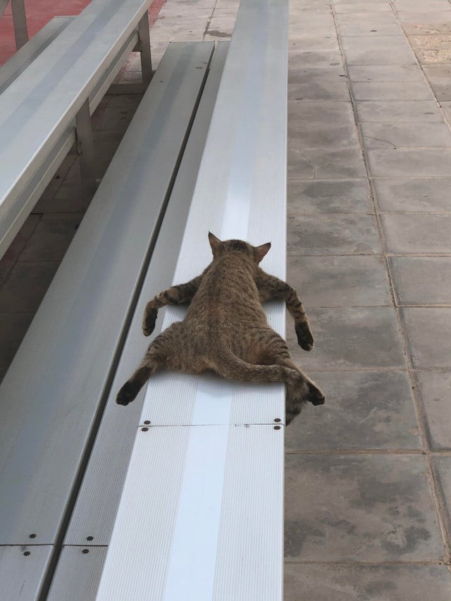 13. Este gato ha tenido un largo y cansador día...