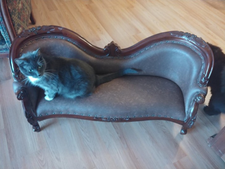 Ich habe die perfekte Couch für meine faule Katze gefunden!