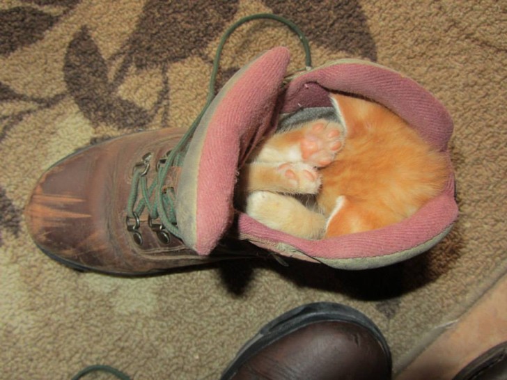 13. "Ele gosta de dormir na minha bota..."