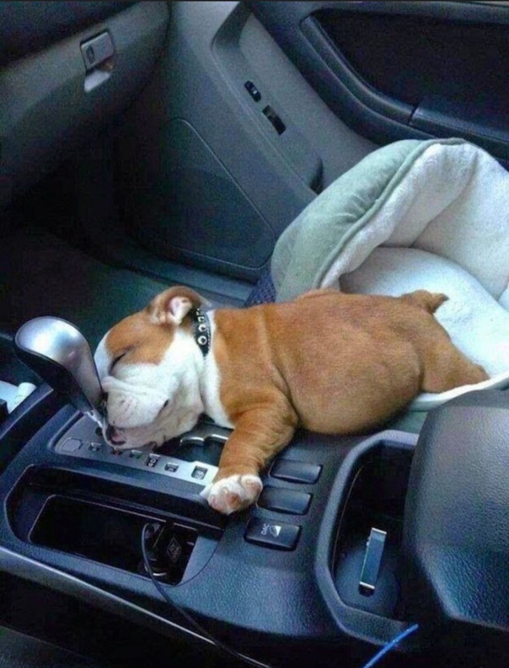14. "Ele adormeceu no carro a caminho de casa..."