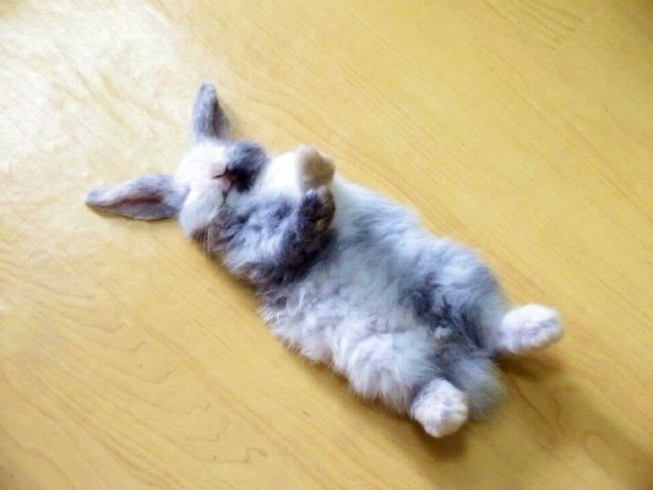 5. "É assim que meu coelho dorme..."
