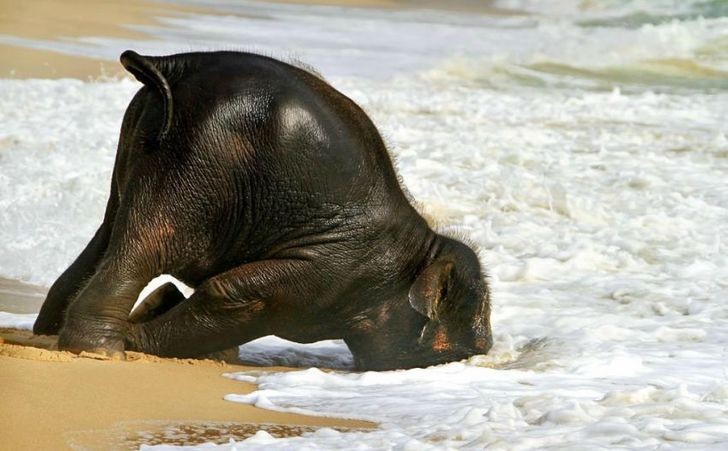 9. Prima volta in spiaggia per questo elefantino, ma già sembra esausto...