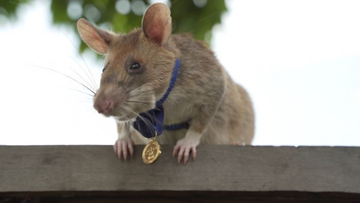 Questo topo addestrato riesce a fiutare le mine anti-uomo e a salvare migliaia di vite umane da ferite e mutilazioni