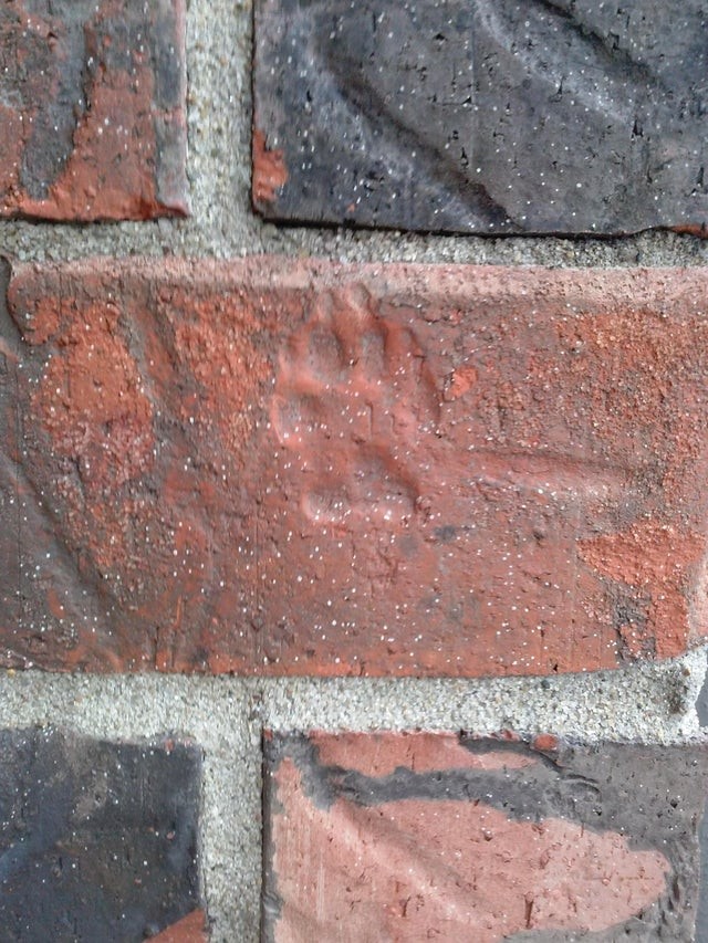 12. Un dettaglio davvero simpatico: un'antica impronta di cane sui mattoni!