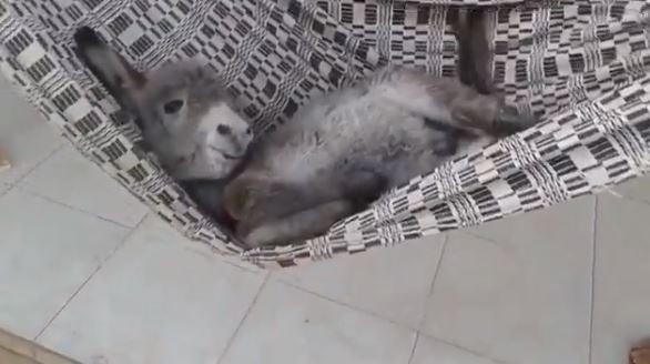 6. Who wouldn't want to lie in a hammock doing nothing? This donkey knows how to relax to the max!