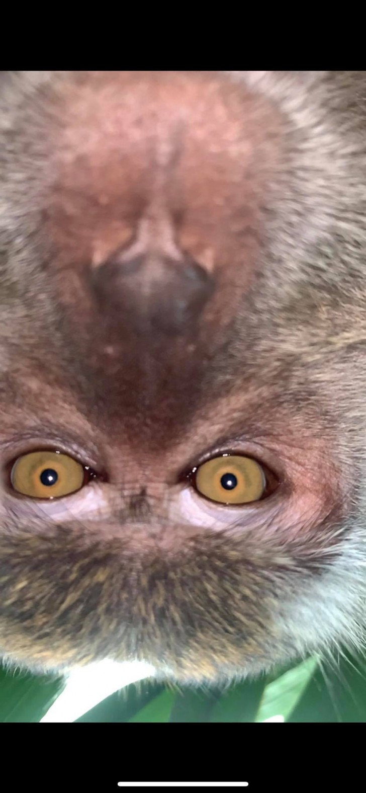 Che le scimmie abbiano capito come scattare delle foto?