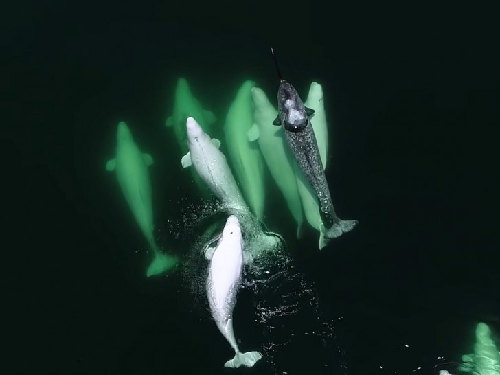 Baleines En Direct/YouTube
