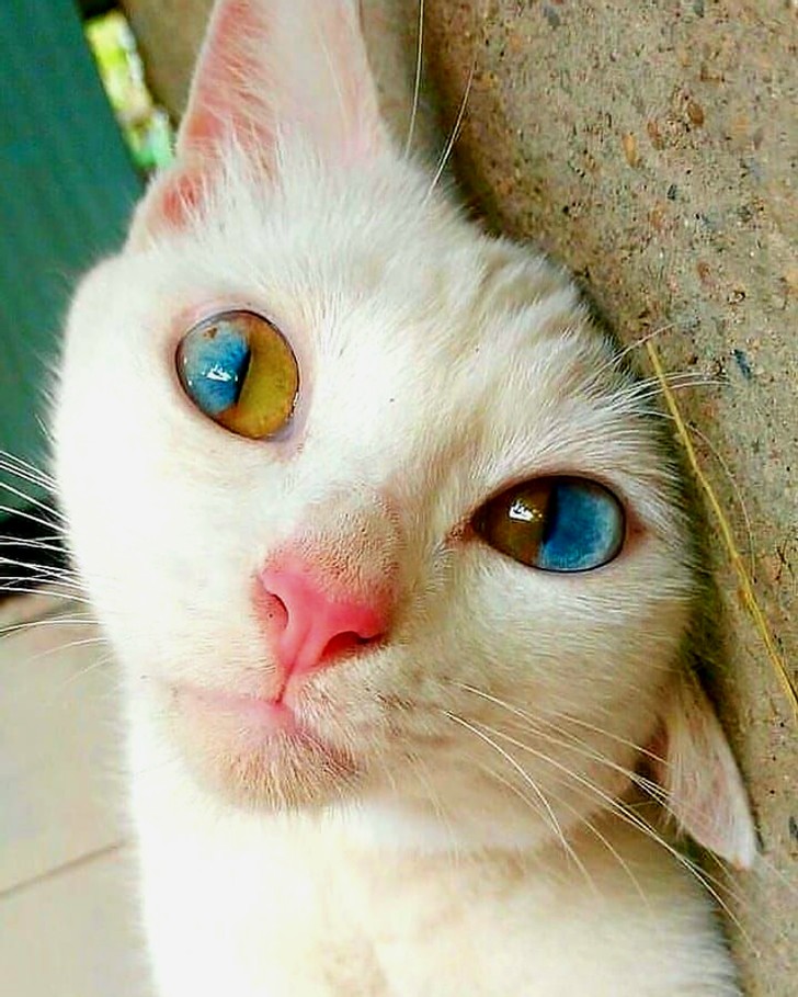 Regardez les pupilles de cet extraordinaire chat blanc : elles sont d'une couleur à moitié différente !