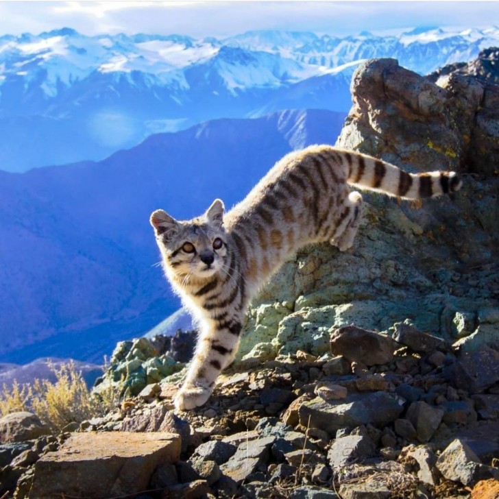 L'incomparable beauté du chat des Andes, aujourd'hui en danger d'extinction