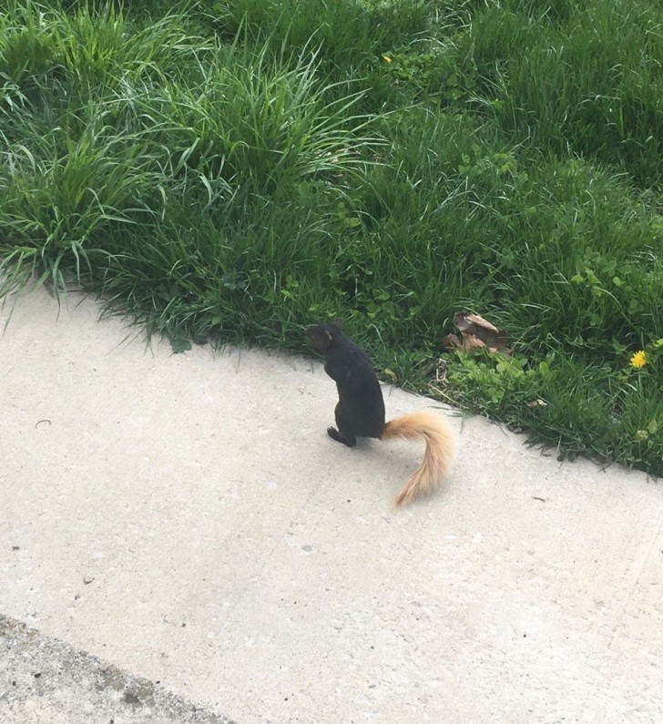 Vous avez vraiment bien vu : c'est un écureuil noir avec une queue très jaune !