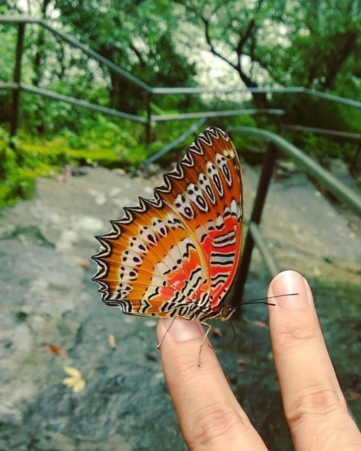 Un papillon avec des têtes à la bouche grande ouverte sur ses ailes... comme c'est effrayant !