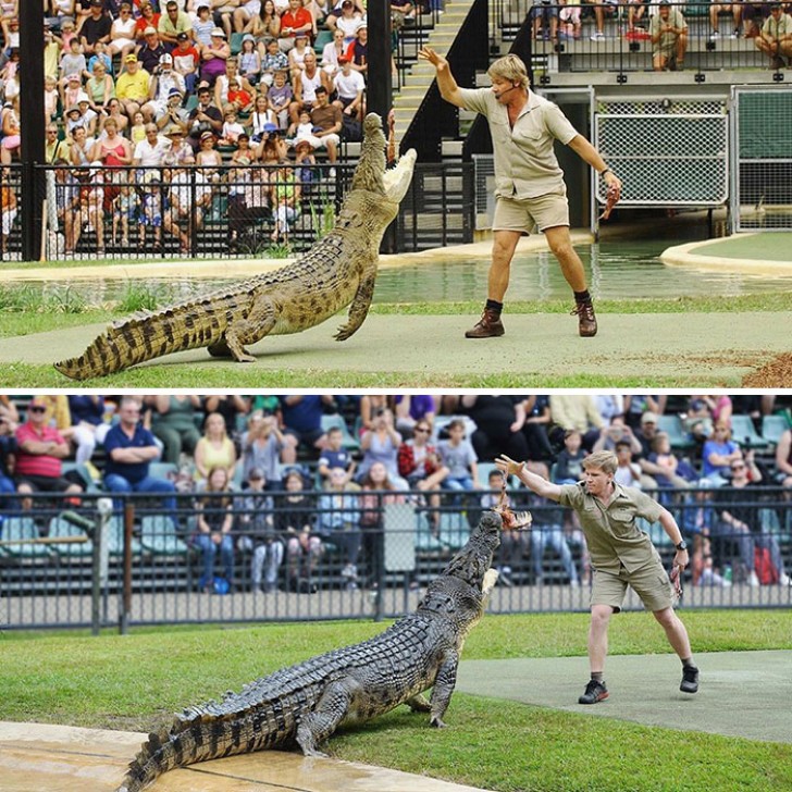 Steve Irwin e il figlio Robert danno da mangiare allo stesso coccodrillo ad anni di distanza: tale padre, tale figlio!