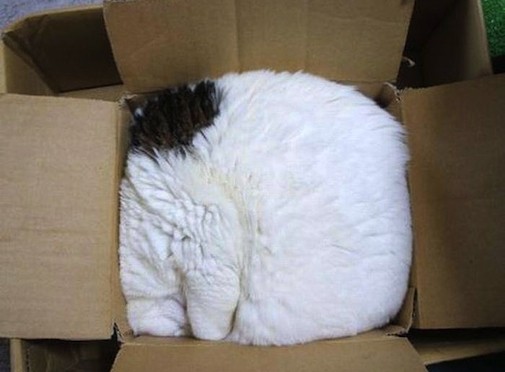 10. Befindet sich eine Katze oder ein Kissen in dieser Box?